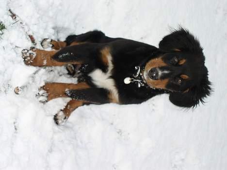 Berner sennenhund Rex - Sne for første gang dec 04 billede 6