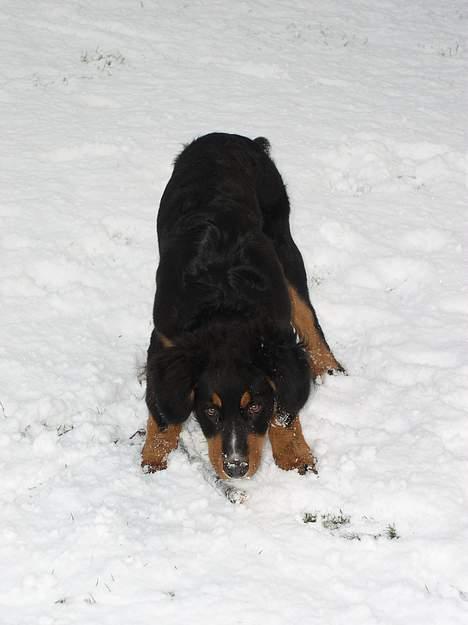 Berner sennenhund Rex billede 7