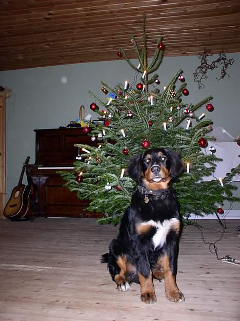 Berner sennenhund Rex - Min første jul billede 9