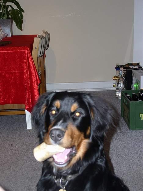 Berner sennenhund Rex - Min julegave billede 10