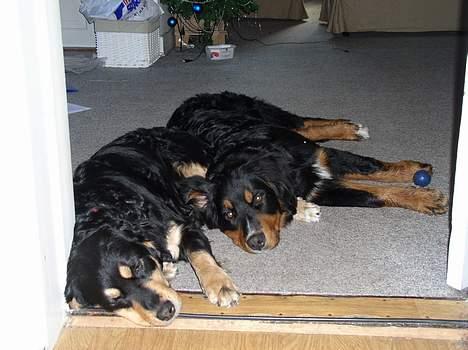 Berner sennenhund Rex - Bamse mor er på ferie hos os....dejligt! Vi hygger os! billede 11