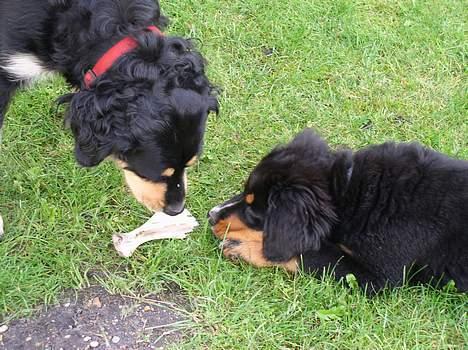 Berner sennenhund Rex - Jeg kan få lov til meget, men når det gælder mad....såeee billede 12