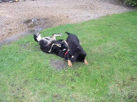 Berner sennenhund Rex - Til angreb......og bam jeg vandt....super hurtig!!!! Ik fordi Bamse lader mig vinde, vel!! billede 13
