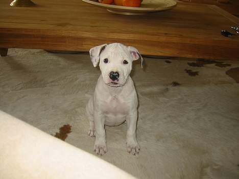 Amerikansk bulldog Chanel - jeg er bare cute ;) billede 8