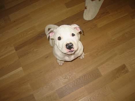 Amerikansk bulldog Chanel - heeeeeeeej ;) billede 9