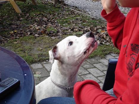 Amerikansk bulldog Chanel - kom nu, jeg vil så gerne smage den is ;) billede 10