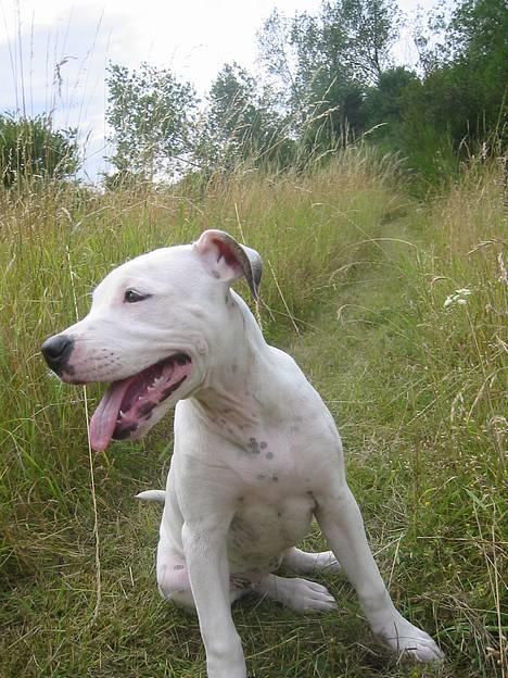 Amerikansk bulldog Chanel - så gi mig da noget vand ;) billede 11