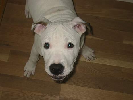 Amerikansk bulldog Chanel - hvad siger hunden??? billede 12