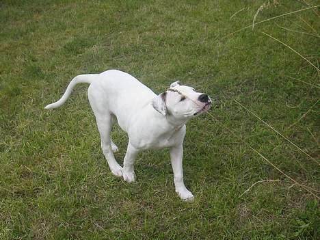 Amerikansk bulldog Chanel - uhmmm.. en god duft ;) billede 13