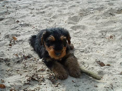 Airedale terrier emma - På tur i skoven :D !! billede 4