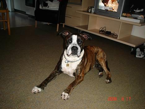 Amerikansk staffordshire terrier Simba - Sommer ferie på Rømø :) billede 9