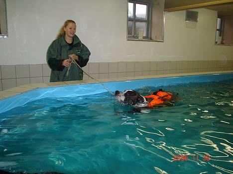 Amerikansk staffordshire terrier Simba - *NYT d 30/11- 06* Jeg er bare blevet så god til at svømme :) billede 10