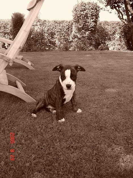 Amerikansk staffordshire terrier Simba - Simba der er yndig i haven. billede 11