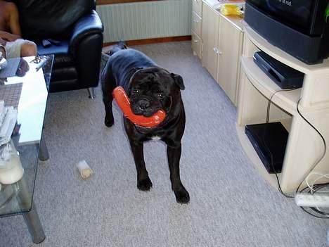 Bullmastiff Boss - Se hvor fin den er.... billede 7