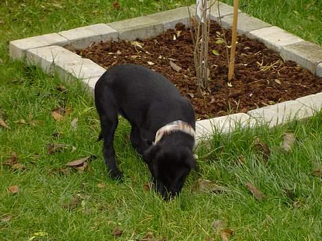 Labrador retriever Merle - liller hvalp <´33 ( 2-3 måneder gammel ) billede 7