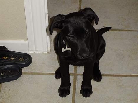 Labrador retriever Merle - fiin hvalp , ikk ? ( 2-3 måneder gammel ) billede 9