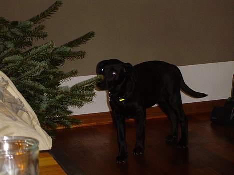 Labrador retriever Merle - det dufter godt =) billede 10