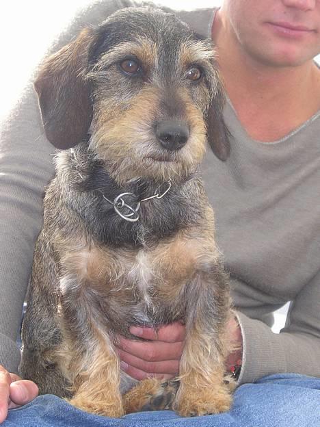 Gravhund Vaks - Her er jeg så, helt voksen og bar super lækker billede 1