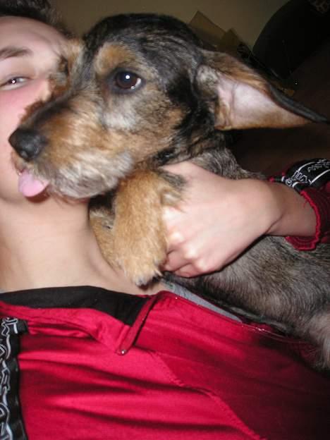 Gravhund Vaks - Jeg ELSKER bar ham Søren billede 2