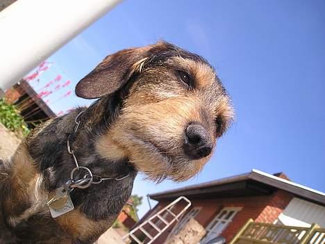 Gravhund Vaks - Solen skinner og himlen er blå .. Mmmm .. Det bar det bedste billede 3