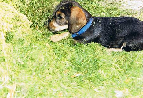 Gravhund Vaks - Hva mon der er inde i den græsbunke ? billede 4