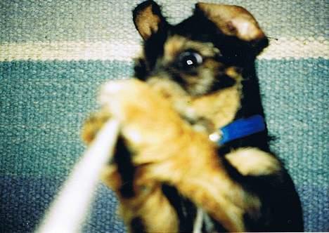 Gravhund Vaks - Gud hvor smart, man kan lege med snoren mens der bliver taget billeder billede 5