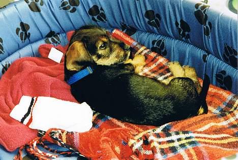 Gravhund Vaks - Hvad? Hvor? Hvem? Lå altså liige i min alt for store kurv .. billede 6