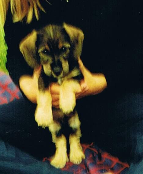 Gravhund Vaks - Den gang jeg var en lille hvalp billede 7