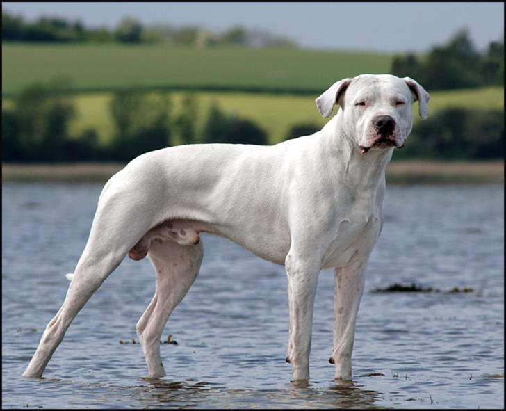 Dogo argentino cano - det er mig cano taget af Rostell foto billede 1