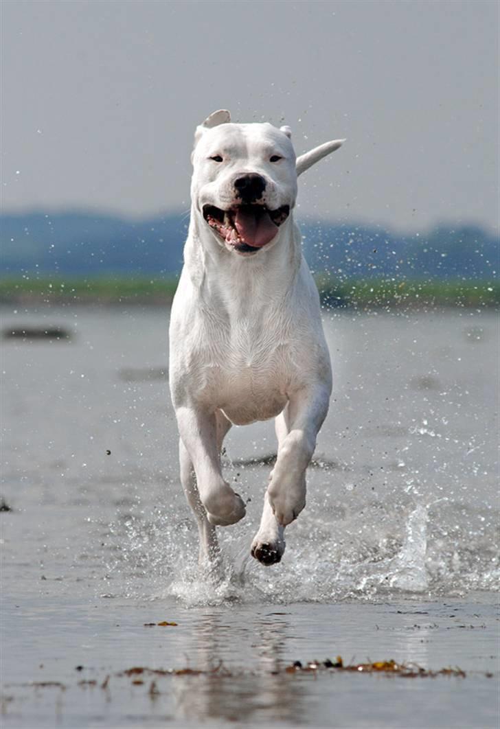 Dogo argentino cano - billedet taget af Rostell foto billede 3