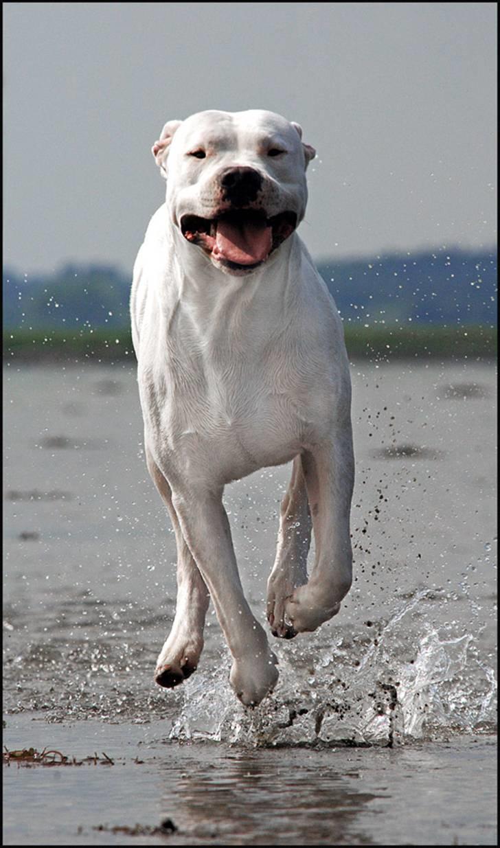 Dogo argentino cano - billedet taget af Rostell foto billede 4