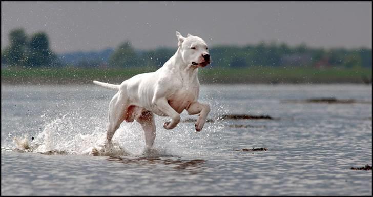 Dogo argentino cano - billedet taget af Rostell foto billede 5