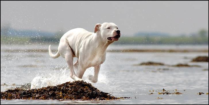 Dogo argentino cano - billedet taget af Rostell foto billede 6