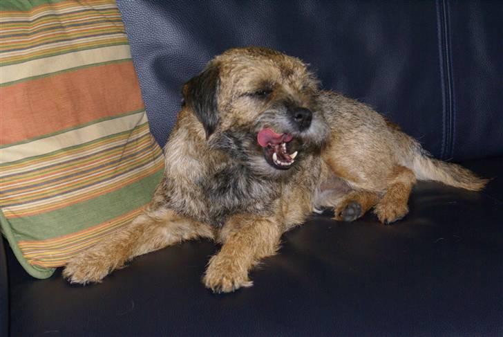 Border terrier Berta - Hej jeg hedder Berta og er 4 år :o)  billede 1