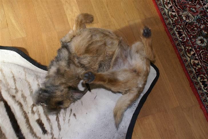 Border terrier Berta - Modehund :p .  billede 2