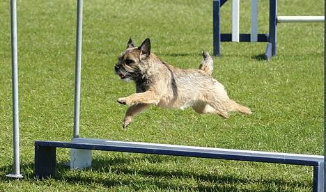 Border terrier Berta - Berta til stævne i Hillerød - Dm-udtagelse.  billede 3