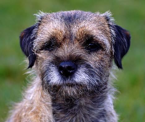 Border terrier Berta - Berta <3 billede 4