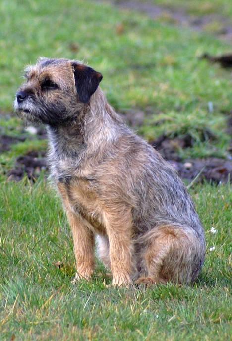 Border terrier Berta - Berta sidder og holder øje med at vi rider ordentlig :o)   billede 5