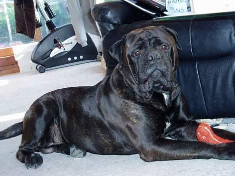 Bullmastiff Boss billede 8