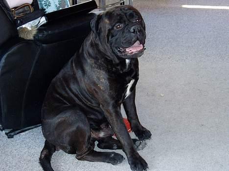 Bullmastiff Boss billede 9