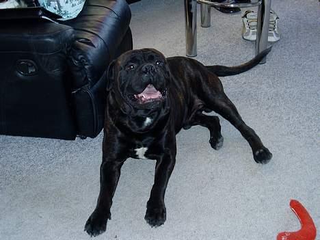 Bullmastiff Boss billede 10
