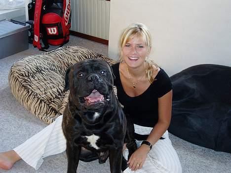 Bullmastiff Boss - Store mig på skødet af min moar!! billede 11