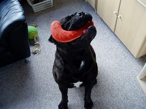 Bullmastiff Boss - Ihh jeg er så stolt af denne her dims :O) billede 12