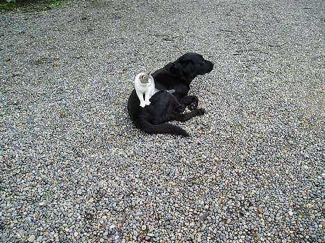 Labrador retriever Rollo  - jaaah jeg kan osse bruges som sofa billede 8