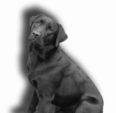 Labrador retriever Lau billede 1
