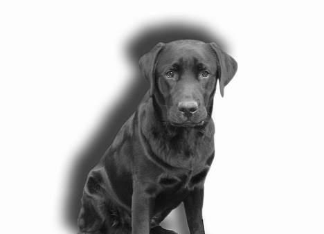 Labrador retriever Lau billede 3
