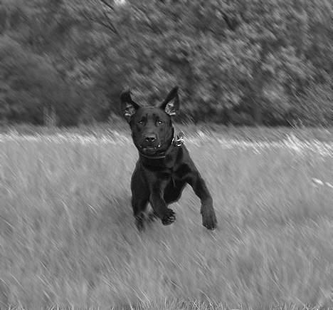 Labrador retriever Lau - Fuld fart over feltet ;) billede 4