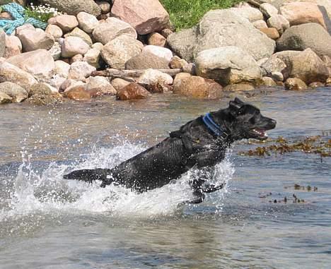Labrador retriever Lau - Vandhunden billede 5