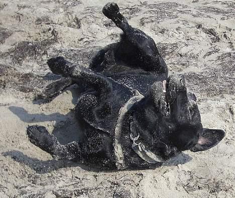 Labrador retriever Lau billede 6