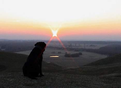 Labrador retriever Lau - Nyder solnedgangen billede 7